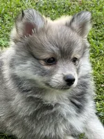 Bluey, a male Pomsky for sale in Greenville, MO – 10 of 10