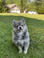Bluey, a male Pomsky for sale in Greenville, MO – 9 of 10