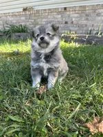 Ed, a male Pomsky for sale in Greenville, MO – Photo 3 of 9