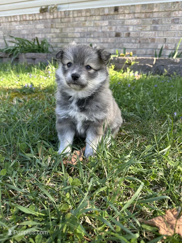 Ed – Pomsky puppy for sale in Greenville, MO