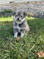 Ed, a male Pomsky for sale in Greenville, MO – Photo 1 of 9