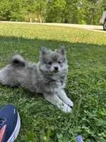 Bluey, a male Pomsky for sale in Greenville, MO – 3 of 10