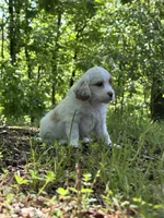 Molly, a female Cavapoo for sale in Greenville, MO – 4 of 10