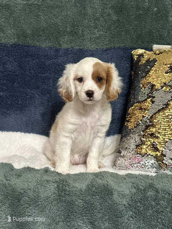 Piper – Cavapoo puppy for sale in Greenville, MO