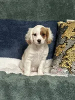 Patty, a female Cavapoo for sale in Greenville, MO – 1 of 9