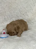 Drake, a male Bichon Frise and Cavapoo for sale in Greenville, MO – 3 of 6