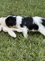 Rylie, a female Cavalier King Charles Spaniel for sale in Greenville, MO – 9 of 9