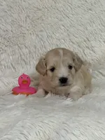 Dolly Rae, a female Bichon Frise and Cavapoo for sale in Greenville, MO – 7 of 7