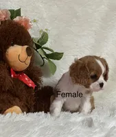 Teegan, a female Cavalier King Charles Spaniel for sale in Greenville, MO – Photo 1 of 2
