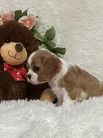 Teegan, a female Cavalier King Charles Spaniel for sale in Greenville, MO – Photo 2 of 2