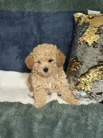 River, a male Poodle - Miniature  for sale in Greenville, MO – 2 of 3