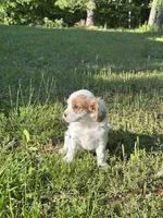 Piper, a female Cavapoo for sale in Greenville, MO – 3 of 4