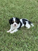 Rocky, a male Cavalier King Charles Spaniel for sale in Greenville, MO – 5 of 9