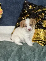 Colby, a male Yorkipoo for sale in Greenville, MO – 5 of 9