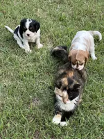 Rocky, a male Cavalier King Charles Spaniel for sale in Greenville, MO – 9 of 9