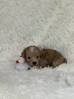Danny, a male Bichon Frise and Cavapoo for sale in Greenville, MO – 7 of 7