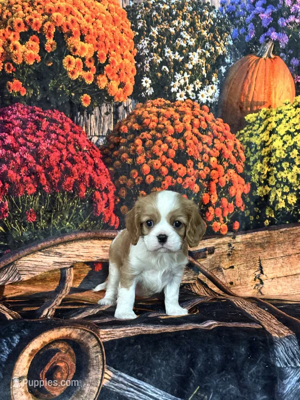 Lyla – Cavalier King Charles Spaniel puppy for sale in Greenville, MO