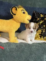 Colby, a male Yorkipoo for sale in Greenville, MO – 4 of 9