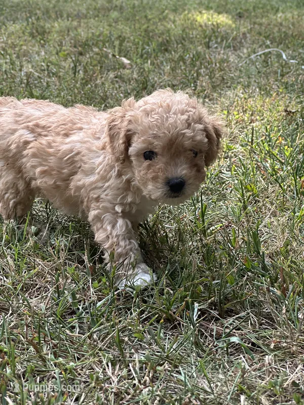 Drake – Bichon Frise, Cavapoo puppy for sale in Greenville, MO