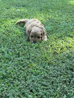 Hope, a female Cavapoo for sale in Greenville, MO – 3 of 7