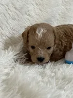 Danny, a male Bichon Frise and Cavapoo for sale in Greenville, MO – 6 of 7