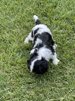Rylie, a female Cavalier King Charles Spaniel for sale in Greenville, MO – 7 of 9