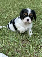 Rylie, a female Cavalier King Charles Spaniel for sale in Greenville, MO – 8 of 9