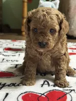 Sam, a male Poodle - Miniature  for sale in Greenville, MO – 2 of 4