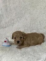 Drake, a male Bichon Frise and Cavapoo for sale in Greenville, MO – 6 of 6