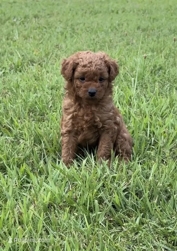 Stevie – Poodle - Miniature  puppy for sale in Greenville, MO