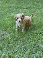 MACKY, a male Cavapoo for sale in Greenville, MO – 4 of 8