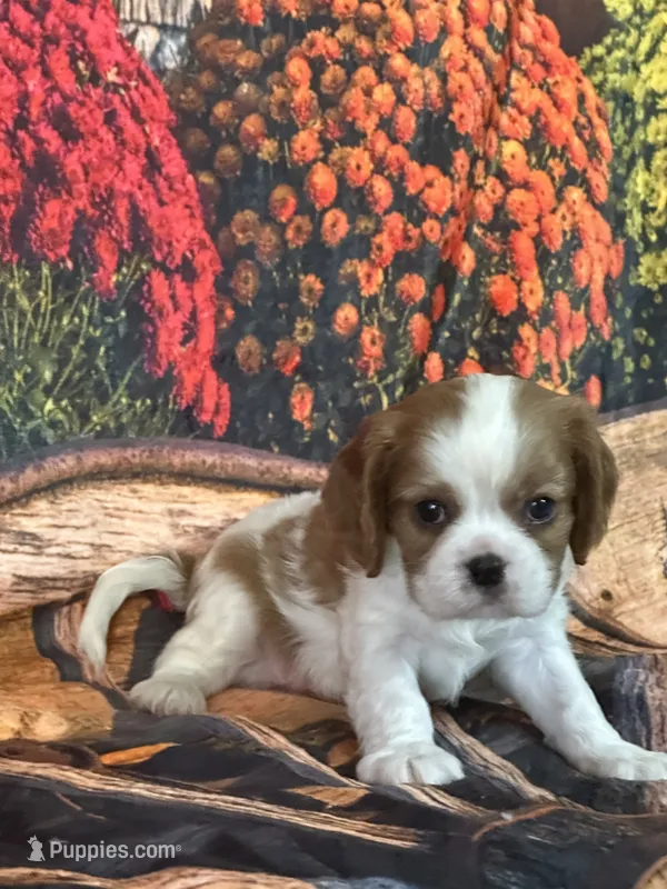 Lane – Cavalier King Charles Spaniel puppy for sale in Greenville, MO