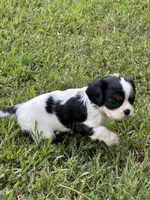 Rainie, a female Cavalier King Charles Spaniel for sale in Greenville, MO – 6 of 8