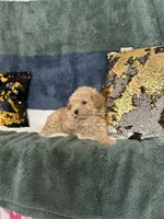 Rip, a male Poodle - Miniature  for sale in Greenville, MO – 5 of 6