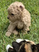 Casper, a male Poodle - Miniature  for sale in Greenville, MO – 3 of 9