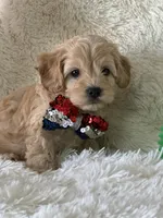 Jonah, a male Cavapoo for sale in Greenville, MO – Photo 5 of 7