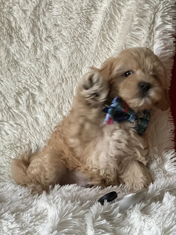 Jonah – Cavapoo puppy for sale in Greenville, MO