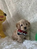 Jonah, a male Cavapoo for sale in Greenville, MO – Photo 2 of 7