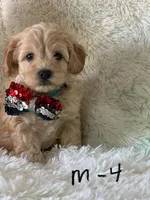 Jonah, a male Cavapoo for sale in Greenville, MO – Photo 1 of 7