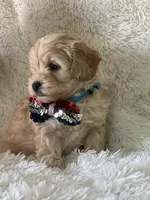 Jonah, a male Cavapoo for sale in Greenville, MO – Photo 6 of 7