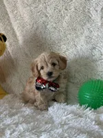 Jonah, a male Cavapoo for sale in Greenville, MO – Photo 3 of 7