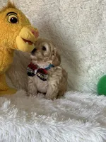 Jonah, a male Cavapoo for sale in Greenville, MO – Photo 7 of 7