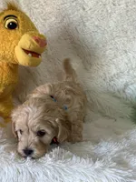 Jonah, a male Cavapoo for sale in Greenville, MO – Photo 4 of 7