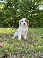 Piper, a female Cavapoo for sale in Greenville, MO – 2 of 4
