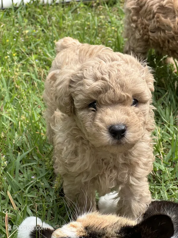 Casper – Poodle - Miniature  puppy for sale in Greenville, MO