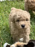 Casper, a male Poodle - Miniature  for sale in Greenville, MO – 1 of 9