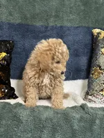 Rip, a male Poodle - Miniature  for sale in Greenville, MO – 4 of 6