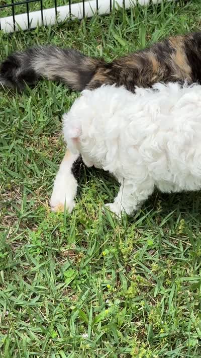 Lambchop, a male Poodle - Miniature  for sale in Greenville, MO – 5 of 5