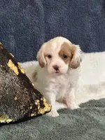 Molly, a female Cavapoo for sale in Greenville, MO – 6 of 10