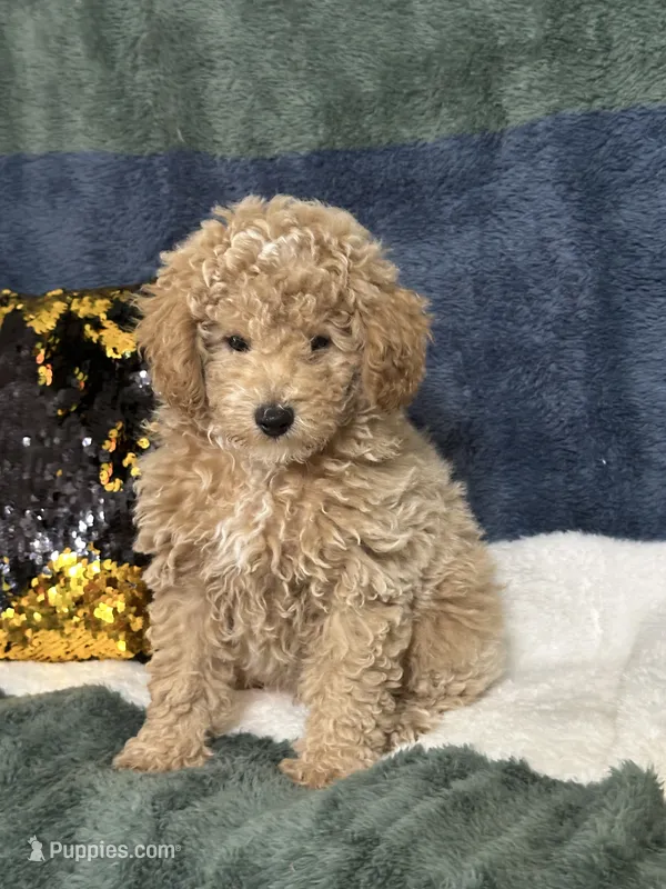 Rip – Poodle - Miniature  puppy for sale in Greenville, MO